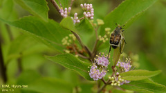 Lasiotrichius succinctus