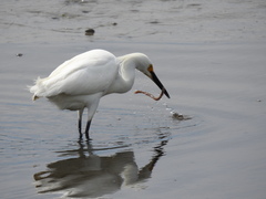 Egretta thula