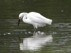 Egretta thula
