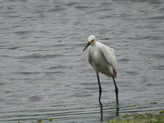 Egretta thula