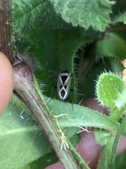 Xanthochilus saturnius