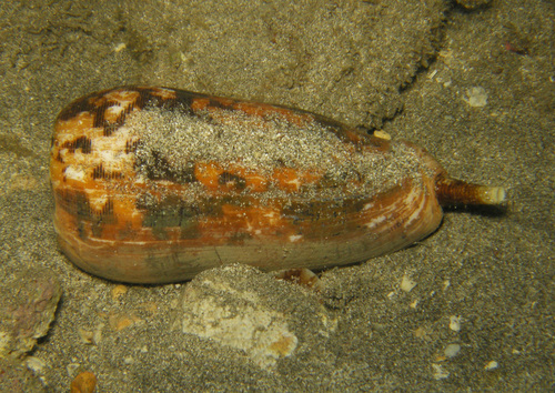 Conus striatus observed 2013-04-23