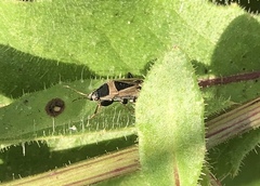 Xanthochilus saturnius