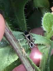 Xanthochilus saturnius