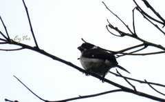Sporophila murallae