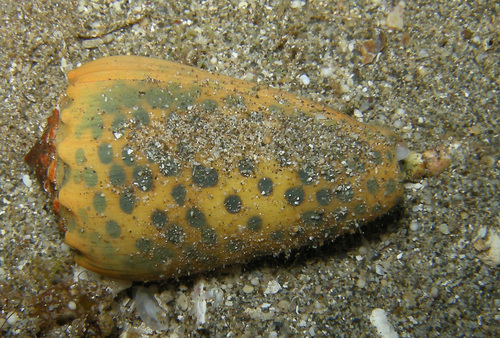 Conus pulicarius observed 2013-06-16