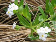 Lithospermum distichum