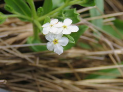Lithospermum distichum