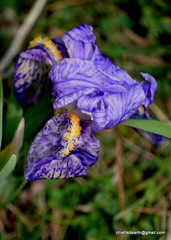 Iris kemaonensis