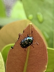 Cryptocephalus nigrocinctus