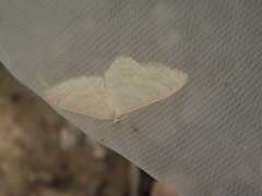 Idaea deversaria