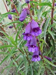 Penstemon gentianoides
