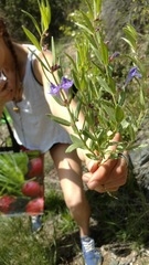 Scutellaria brittonii