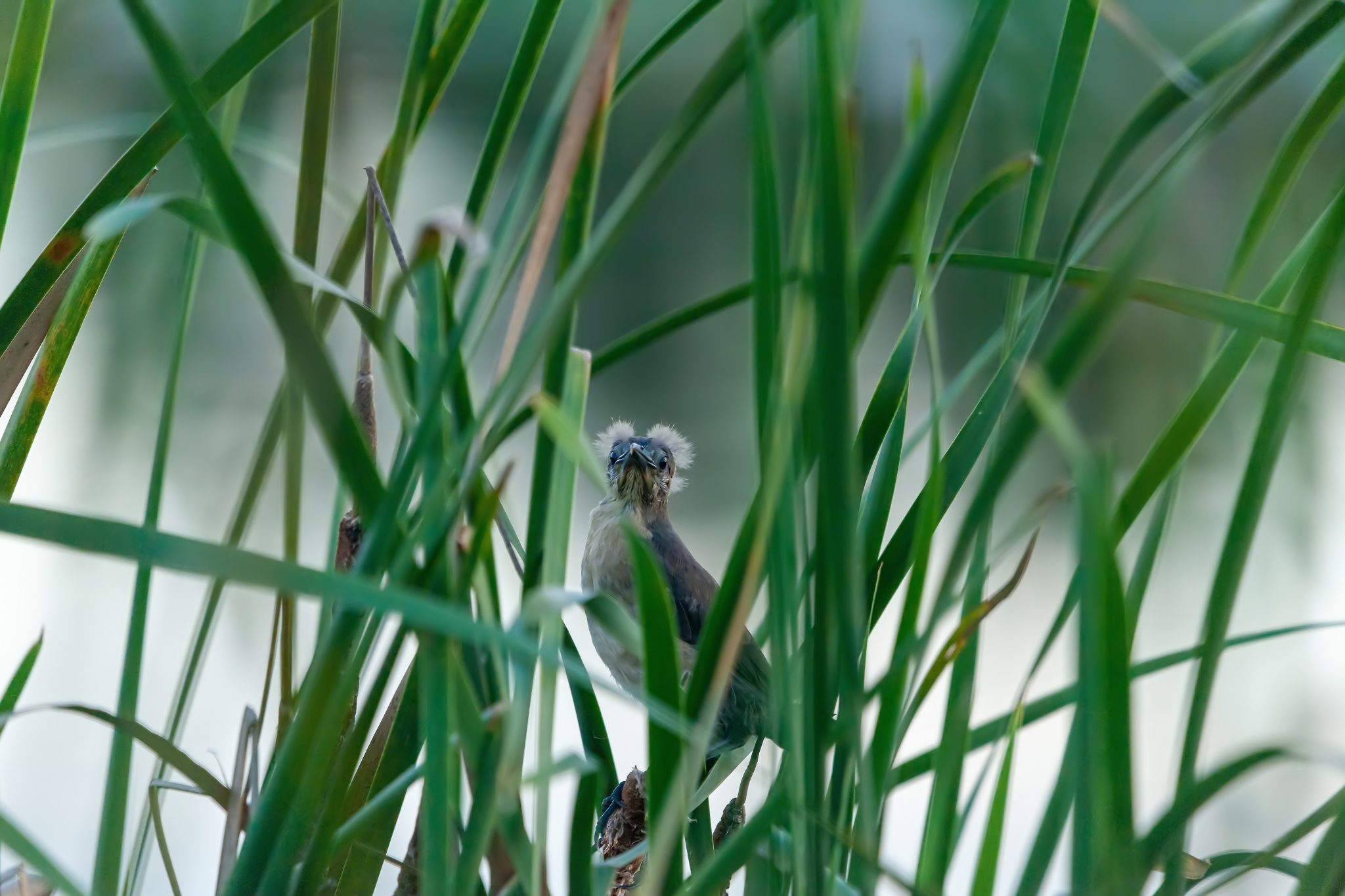 Boat-tailed Grackle (Quiscalus major)