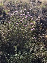 Monardella odoratissima pallida