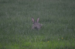Oryctolagus cuniculus
