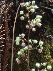 Heuchera pilosissima