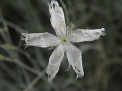 Dianthus plumarius regis-stephani