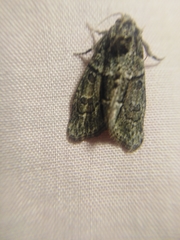 Cryphia fraudatricula