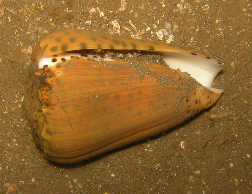 Conus pulicarius observed 2018-04-27