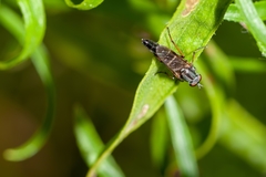 Ozodiceromyia notata
