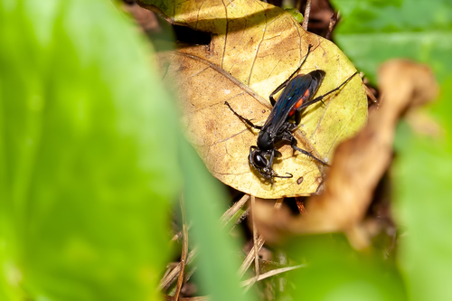 Anoplius americanus photo 5