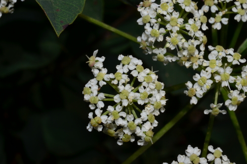 Image of Ligusticum canbyi by (c) Gabriel Campbell-Martinez, some rights reserved (CC BY)
