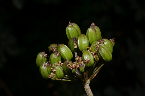 Image of Ligusticum canbyi by (c) Gabriel Campbell-Martinez, some rights reserved (CC BY)