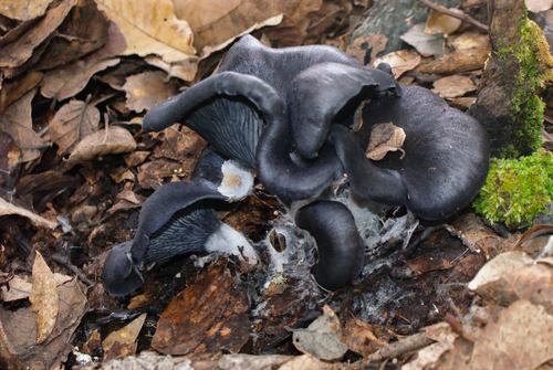 Mexican Blue Jack o' Lantern