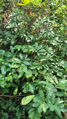 Derris elliptica observed 2024-08-07