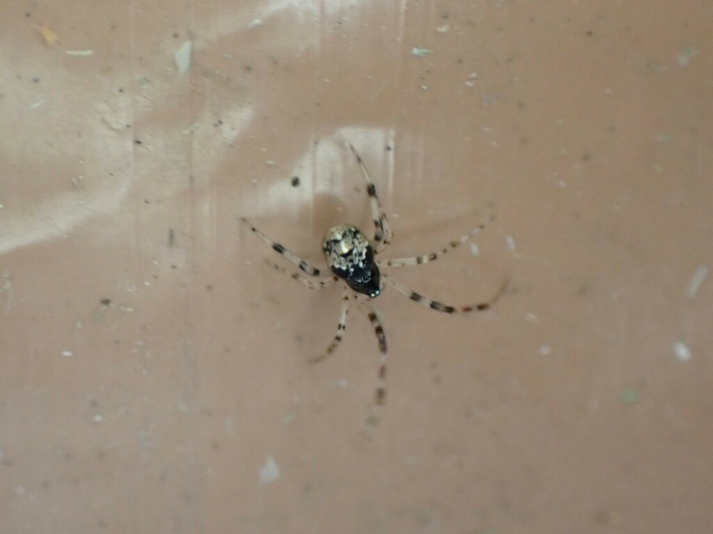 Theridiid spider