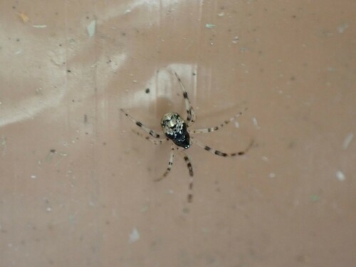 Cryptachaea blattea