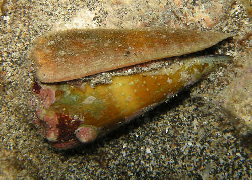 Conus lividus observed 2022-05-25