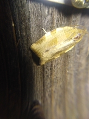 Choristoneura hebenstreitella