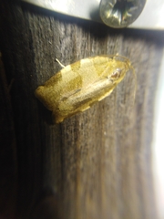 Choristoneura hebenstreitella