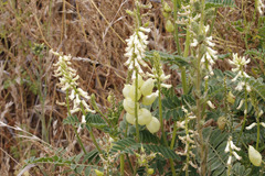 Astragalus nuttallii