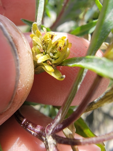 Image of Bidens infirma by (c) simonpesant, some rights reserved (CC BY)