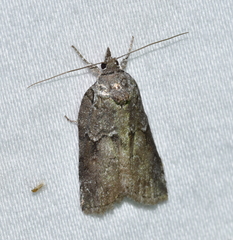 Nycteola