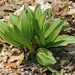 Allium tricoccum - Photo (c) Dan Mullen, algunos derechos reservados (CC BY-NC-ND)