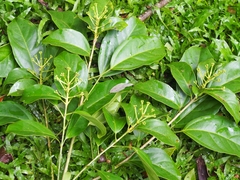 Dendropanax