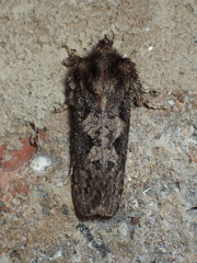 Acrolophus arcanella