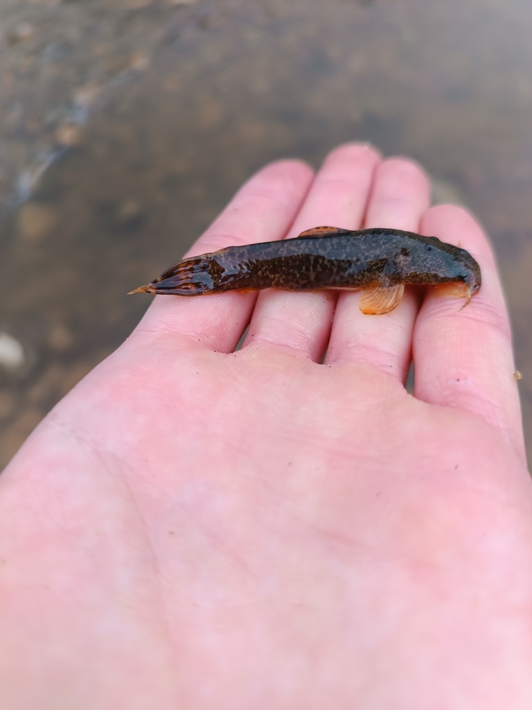 Andean climbing catfish (Astroblepus cyclopus) — Astroblepidae