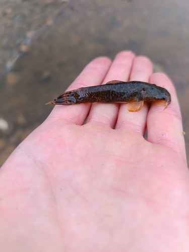 Andean climbing catfish (Astroblepus cyclopus) — Astroblepidae