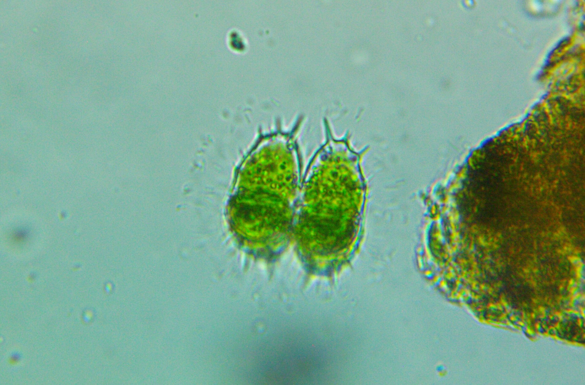 Staurastrum gladiosum