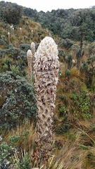 Puya clava-herculis