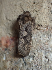 Acrolophus arcanella