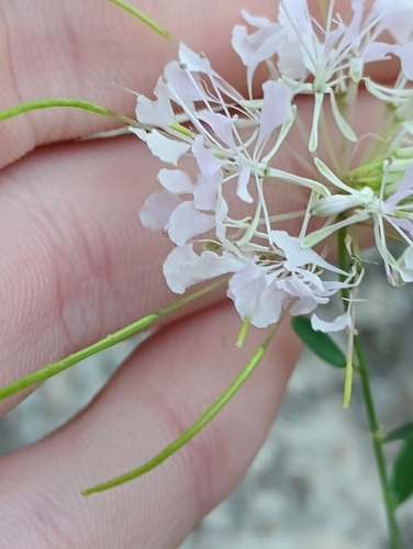 Image of Warea cuneifolia by (c) Raven Dandridge, some rights reserved (CC BY)