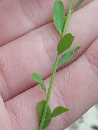 Image of Warea cuneifolia by (c) Raven Dandridge, some rights reserved (CC BY)