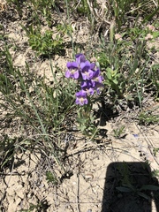 Penstemon eriantherus