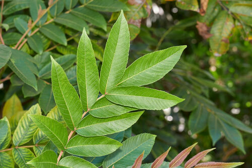 Rhus sandwicensis observed 2024-08-01